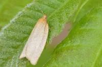Clepsis unicolorana