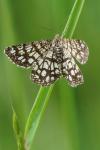 Chiasmia clathrata