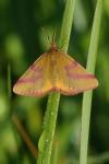 Lythria purpuraria