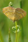 Camptogramma bilineata