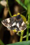 Tyta luctuosa