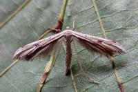 Emmelina argoteles/monodactyla
