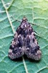 Aglossa caprealis