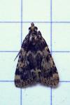 Aglossa caprealis