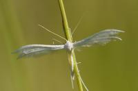 Pterophorus pentadactylus