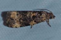 Endothenia gentianaeana/marginana/oblongana