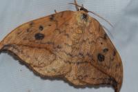 Drepana falcataria