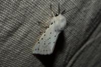 Spilosoma lubricipeda
