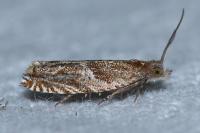Ancylis comptana