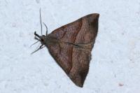 Hypena proboscidalis