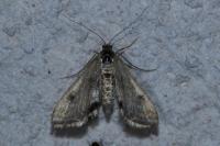 Cataclysta lemnata