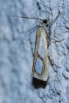 Catoptria pinella