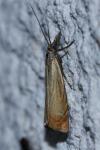 Chrysoteuchia culmella