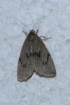Apaidia mesogona