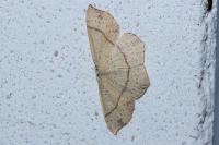 Cyclophora punctaria