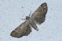 Eupithecia simpliciata