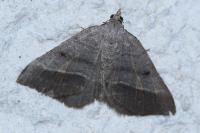 Macaria artesiaria