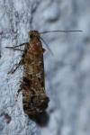 Acrolepia autumnitella