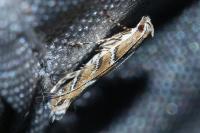 Acrocercops brongniardella
