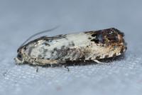 Pammene fasciana