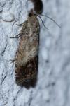 Cydia splendana