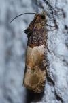 Lobesia bicinctana