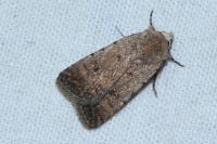 Caradrina clavipalpis