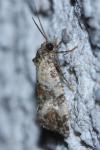 Cochylis molliculana