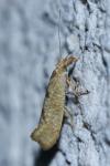Ypsolopha alpella
