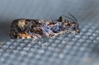 Endothenia ustulana