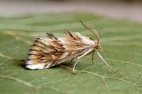 Cynaeda dentalis