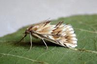 Cynaeda dentalis