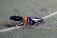 Cosmopterix orichalcea