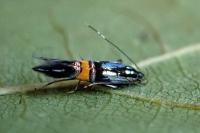 Cosmopterix orichalcea