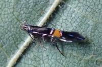 Cosmopterix orichalcea