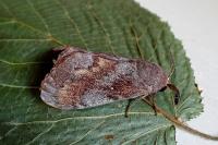 Dendrolimus pini