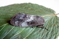 Dendrolimus pini