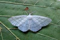 Cabera pusaria