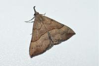 Hypena proboscidalis