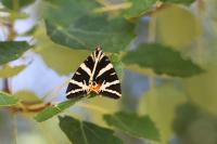 Euplagia quadripunctaria