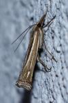 Ancylolomia tentaculella