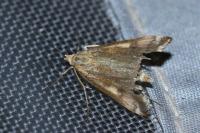 Loxostege sticticalis