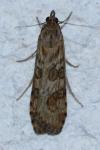 Nomophila noctuella