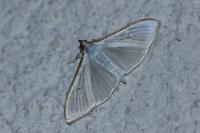 Palpita vitrealis