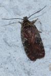 Agonopterix purpurea