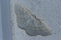 Cabera exanthemata