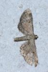 Eupithecia simpliciata