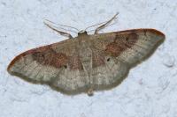 Idaea degeneraria