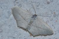 Scopula emutaria
