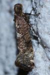Acrolepiopsis assectella